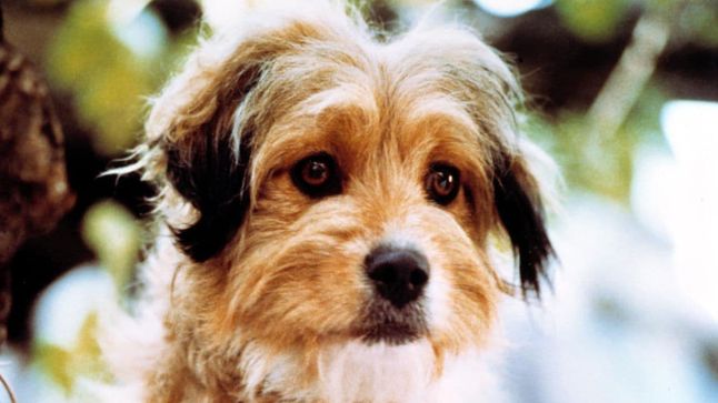 Banner for The Benji Collection